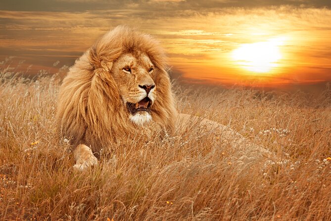 Full Day Big 5 Aquila Safari Private Transfers Including Park Fee From Cape Town - A Big 5 Safari Day That Actually Starts Like a Plan