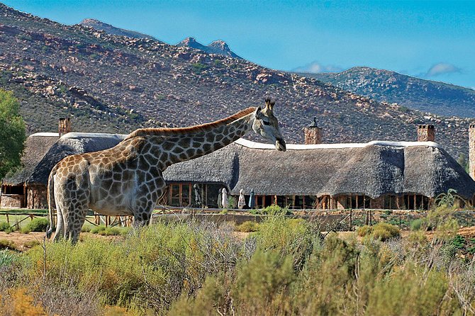 Full Day Big 5 Aquila Safari Private Transfers Including Park Fee From Cape Town - The Big 5 Hunt: What You’re Actually Booking at Aquila