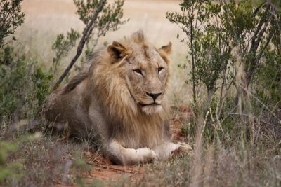 Full Day Big 5 Aquila Safari Private Transfers Including Park Fee From Cape Town - Private Transfer from Cape Town, Shared Safari Once You’re Inside