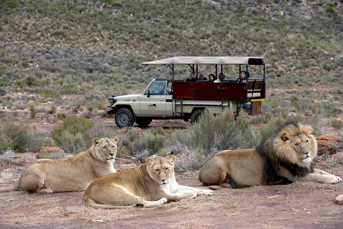 Full Day Big 5 Aquila Safari Private Transfers Including Park Fee From Cape Town - Price and Value: Why $345.08 Can Make Sense Here