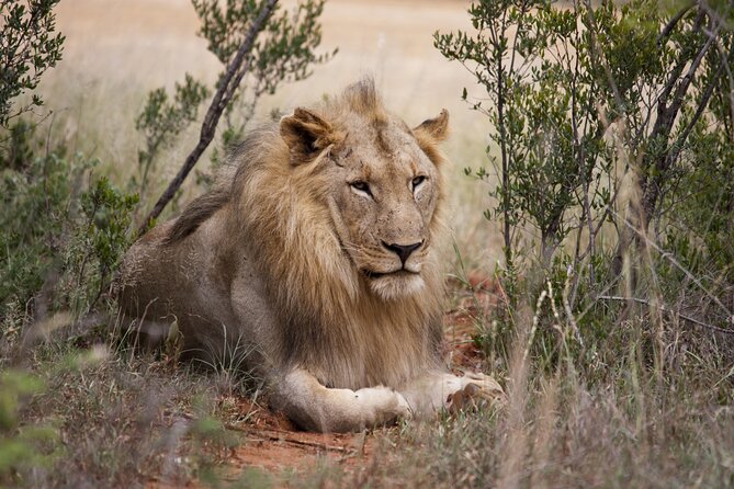 Full Day Big 5 Aquila Safari Private Transfers Including Park Fee From Cape Town - Private Transfer from Cape Town, Shared Safari Once You’re Inside