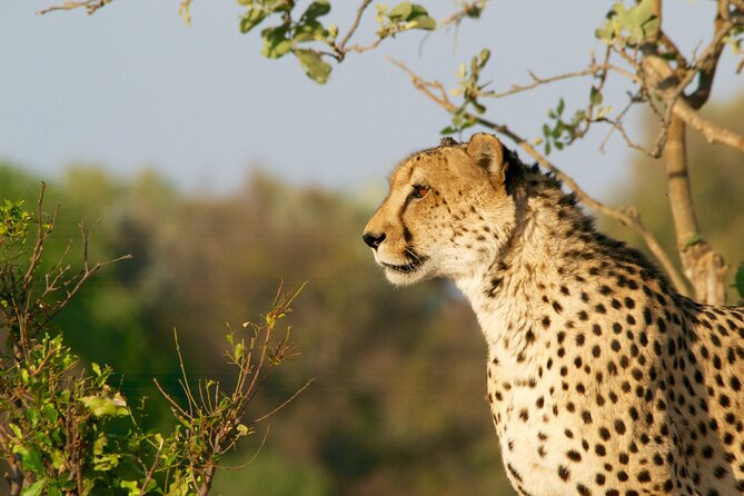Full Day Exquisite Pilanesberg Safari from Johannesburg - Inside Pilanesberg National Park: Big Five Chances in Real Time