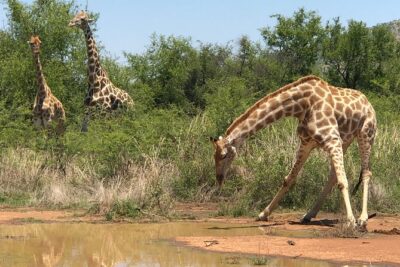 Full Day Exquisite Pilanesberg Safari from Johannesburg - Open-Air vs Closed Vehicle: Your Best Choice for Photos and Comfort