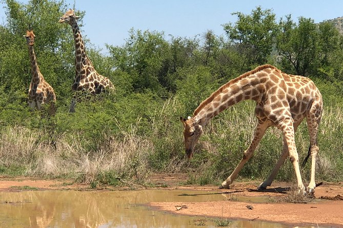 Full Day Exquisite Pilanesberg Safari from Johannesburg - Open-Air vs Closed Vehicle: Your Best Choice for Photos and Comfort