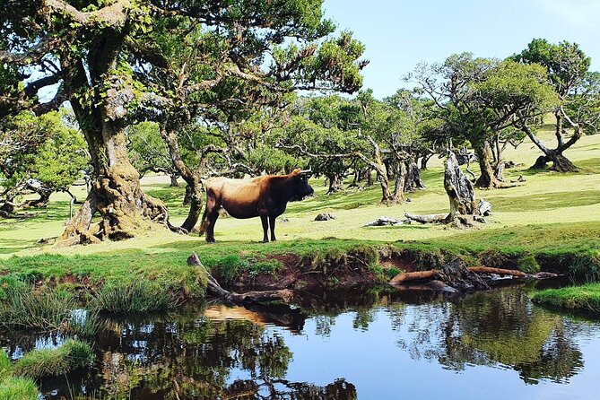Full Day Jeep Safari Tour to Porto Moniz and Cabo Girão - Fanal and the UNESCO laurel forest feeling (without a big hike)