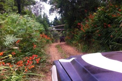 Full-Day Jeep Safari West: Fanal, Porto Moniz, Seixal, Cabo Girão - The ride: open-air Jeep energy, safe hands, real off-road roads