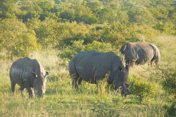 Full-Day Kruger Park Safari from Nelspruit, Whiteriver or Hazyview - Key things to know before you go