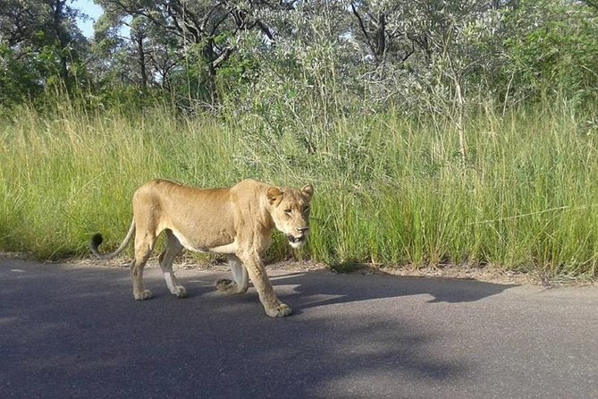 Full-Day Kruger Park Safari from Nelspruit, Whiteriver or Hazyview - Full-Day Kruger: What 10 Hours Really Feels Like