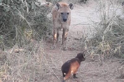 Full-Day Kruger Park Safari from Nelspruit, Whiteriver or Hazyview - Pickup From Nelspruit, Whiteriver, or Hazyview