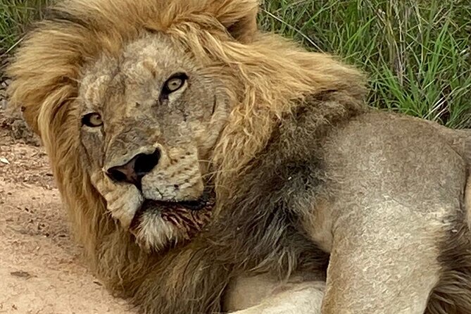Full-Day Kruger Park Safari from Nelspruit, Whiteriver or Hazyview - Big Five Reality Check: What You’re Aiming For