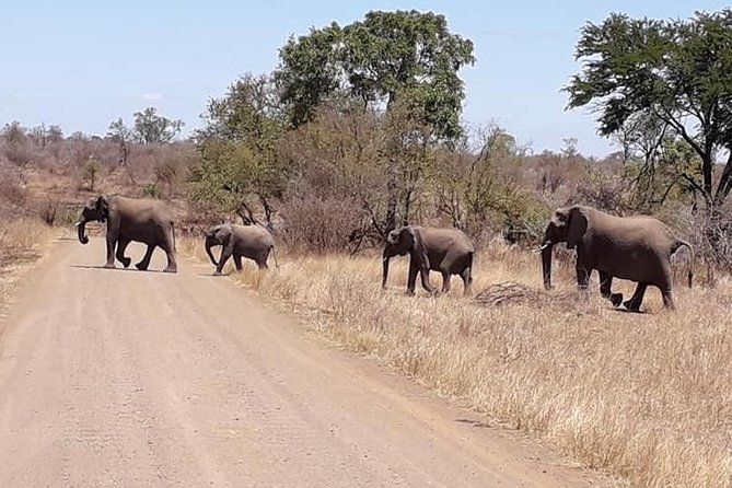Full-Day Kruger Park Safari from Nelspruit, Whiteriver or Hazyview - Included Costs: Where This Price Gets Serious Value