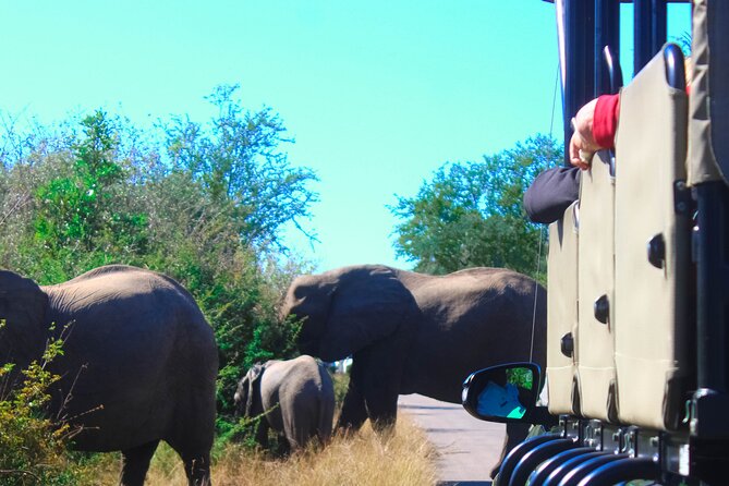 Full-Day Kruger Park Safari from Nelspruit, Whiteriver or Hazyview - Mobile Ticket and How to Think About Timing