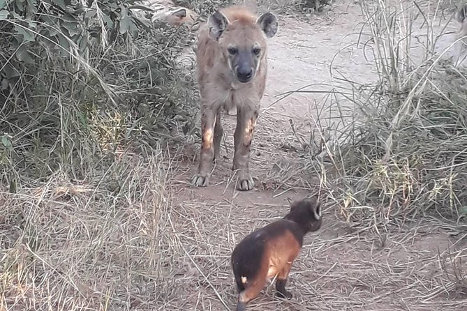 Full-Day Kruger Park Safari from Nelspruit, Whiteriver or Hazyview - Pickup From Nelspruit, Whiteriver, or Hazyview