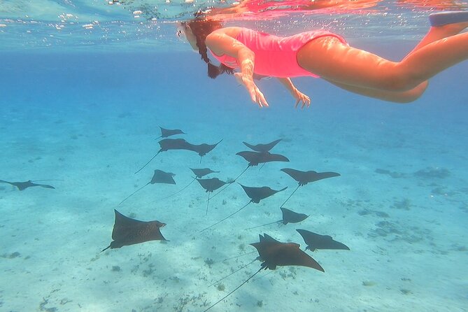 Full-day Lagoon Safari Tour with Lunch in Bora Bora - Shared tour - Quick Hits: What Makes This Lagoon Safari Worth Your Time