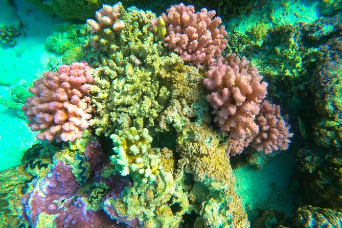 Full-day Lagoon Safari Tour with Lunch in Bora Bora - Shared tour - Stop 5: Motu Lunch on a Small Islet With Polynesian Food