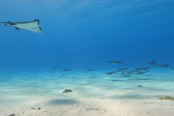 Full-day Lagoon Safari Tour with Lunch in Bora Bora - Shared tour - Stop 1: First Lagoon Zone and What You Should Look For