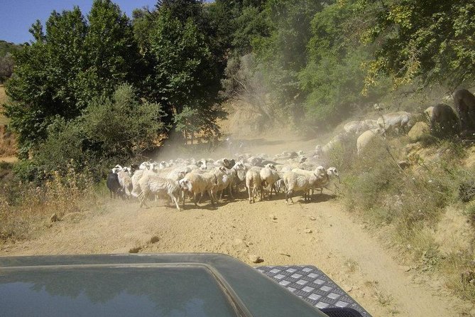 Full-Day Land Rover Safari from Heraklion with Lunch - Krasi’s plane tree, spring water, and the fertility-story moment