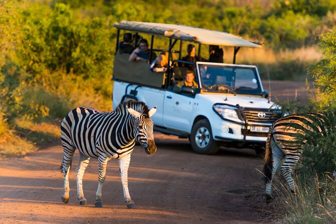 Full Day Pilanesberg Safari Adventure - Pilanesberg’s Big-Safari Payoff in a 6-Hour Day