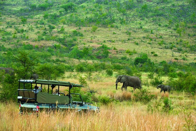 Full Day Pilanesberg Safari Adventure - What This Tour Includes (and Why It Matters for Value)