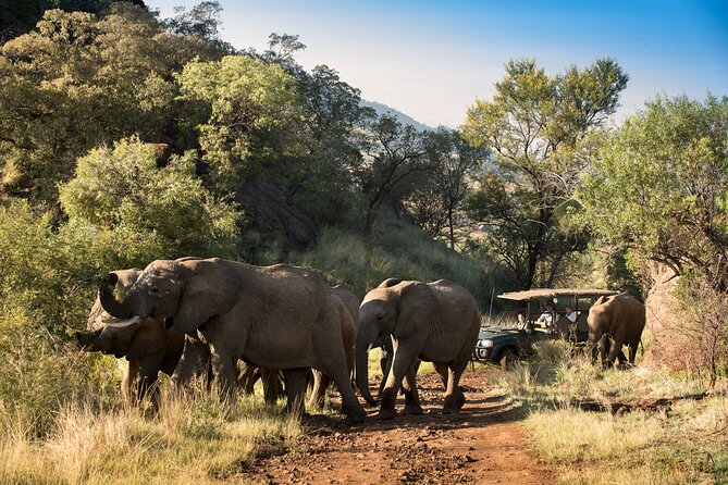 Full Day Pilanesberg Safari Adventure - Price and Value: Is $121.35 a Good Deal for Two Safari Drives?