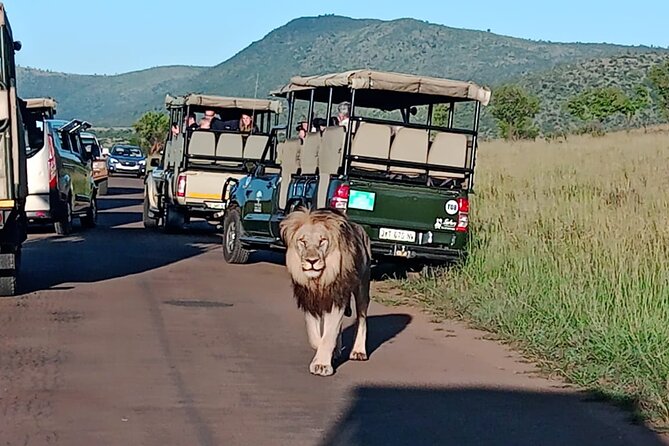 Full Day Pilanesberg Safari Adventure - Morning Open-Vehicle Drive: Your Best Shot at the Stars