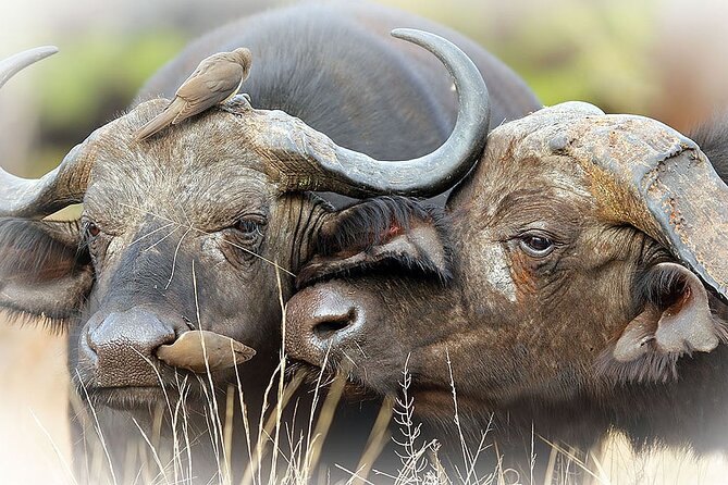 Full Day Private Kruger Park Safari - The morning drive: entering Kruger and searching for the Big Five
