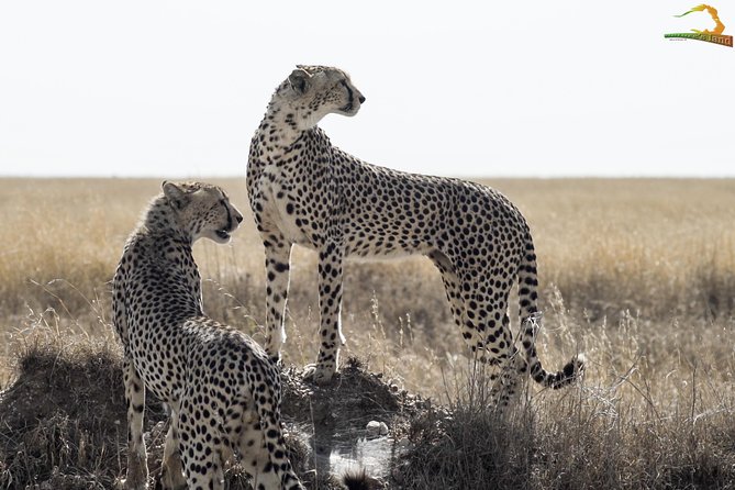 Full-Day Private Serengeti Safari from Mwanza - Wildlife game drives: what you’re actually searching for