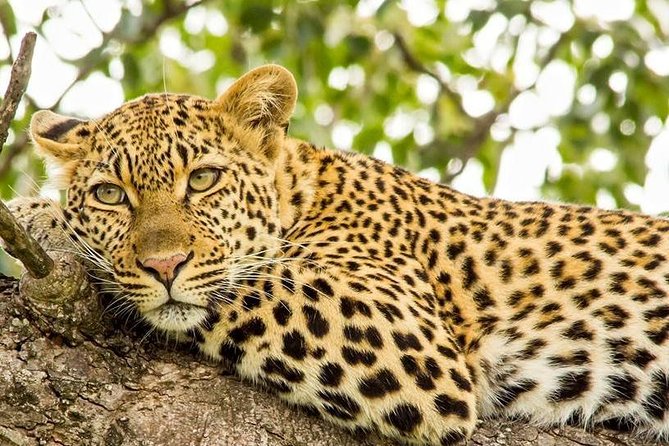 Full Day Safari - Kruger National Park - Key highlights worth waking up for