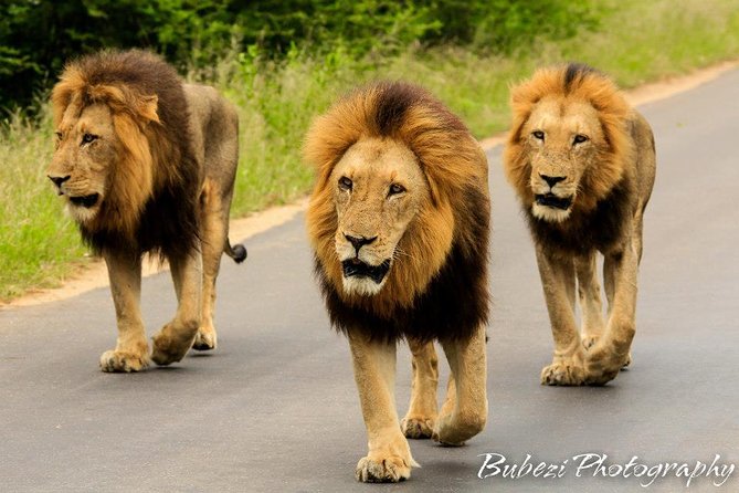 Full Day Safari - Kruger National Park - A 5am start in Hazyview: how the day is paced