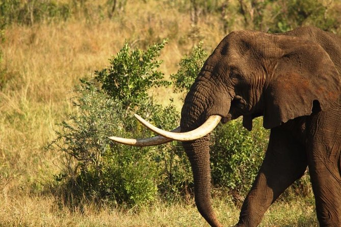 Full Day Safari - Kruger National Park - Inside Kruger: how the Big Five search actually works