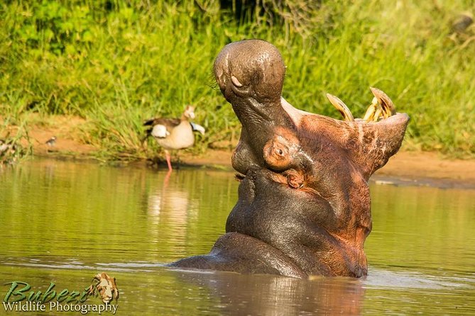 Full Day Safari - Kruger National Park - What’s included vs. what you’ll need to plan