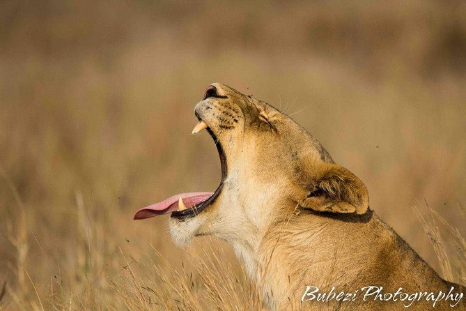 Full Day Safari - Kruger National Park - Who this tour suits best
