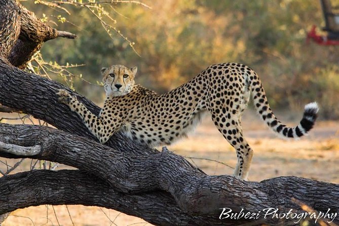 Full Day Safari - Kruger National Park - Should you book this Kruger full-day safari with Bubezi Safaris?