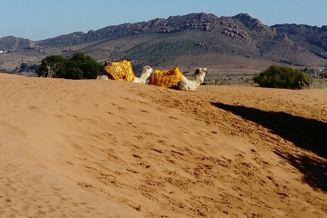 Full-Day Safari Small Desert With Lunch - Fishing Port and Sea Air: Agadir’s Coast Comes Alive