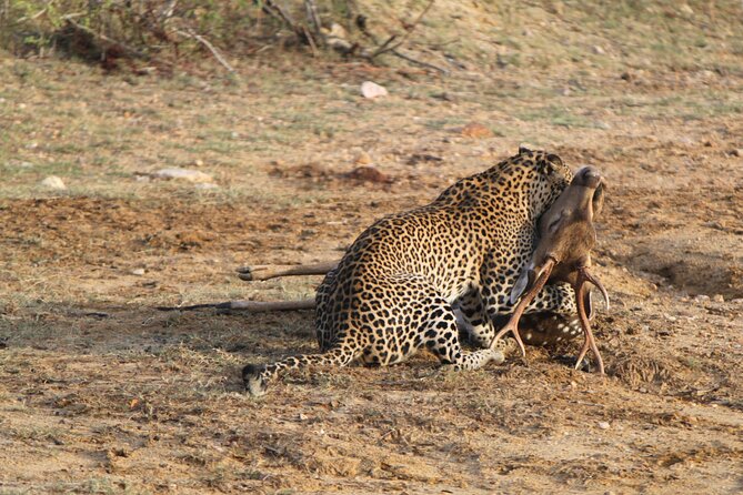 Full Day Safari ( The Best for Leopards ) in Yala - Key points I’d plan around