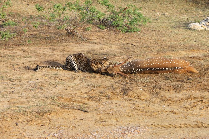 Full Day Safari ( The Best for Leopards ) in Yala - Why Yala at dawn matters for leopards