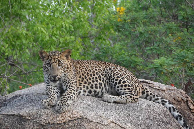 Full Day Safari ( The Best for Leopards ) in Yala - A realistic day inside Yala: from pickup to dusk