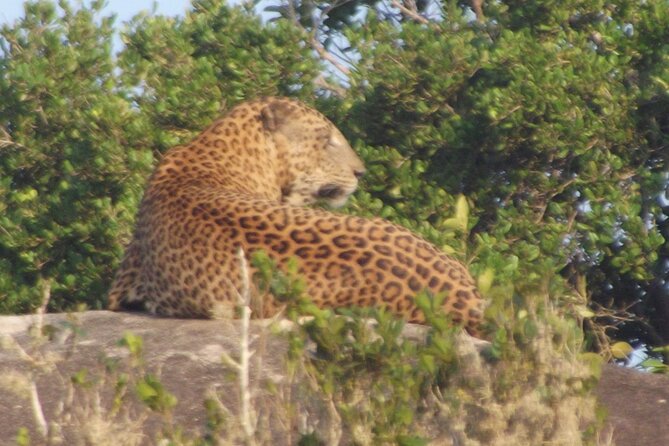 Full Day Safari ( The Best for Leopards ) in Yala - Wildlife you should hope to see: leopards and the supporting cast