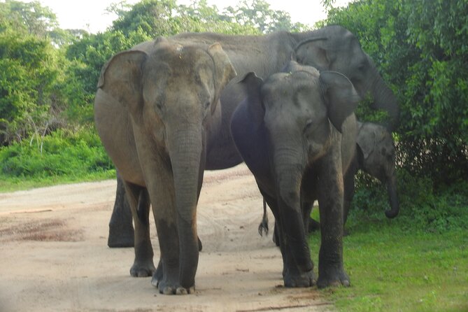 Full Day Safari ( The Best for Leopards ) in Yala - Guide influence: how Mala, Ish, Sudu, and Amila shape the odds