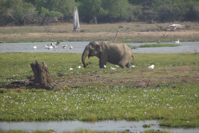 Full Day Safari ( The Best for Leopards ) in Yala - Weather, rain, and what it means for sightings
