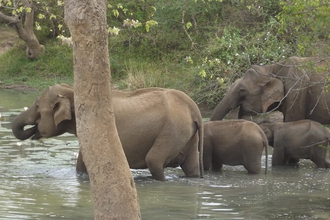 Full Day Safari ( The Best for Leopards ) in Yala - Price and what you actually pay: $60 plus the park ticket