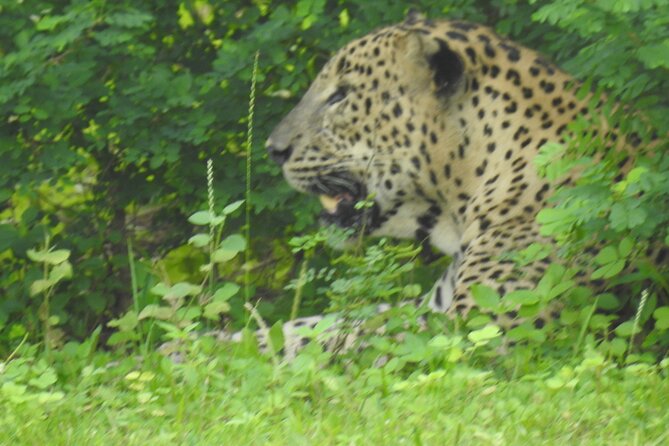 Full Day Safari ( The Best for Leopards ) in Yala - Who this tour fits best