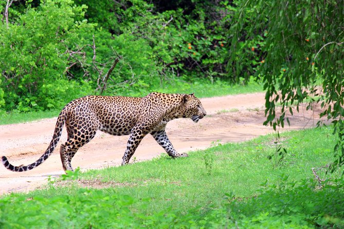 Full Day Safari ( The Best for Leopards ) in Yala - Small-group safari setup: luxury jeep, binoculars, and meals