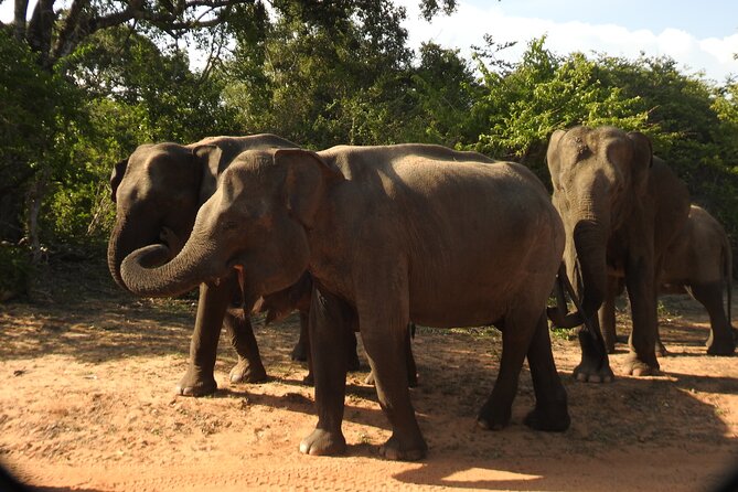 Full Day Safari Tour in Yala National Park - Key points before you go