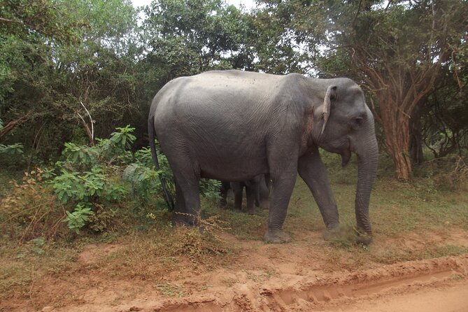 Full Day Safari Tour in Yala National Park - Why the small-group jeep changes everything in Yala