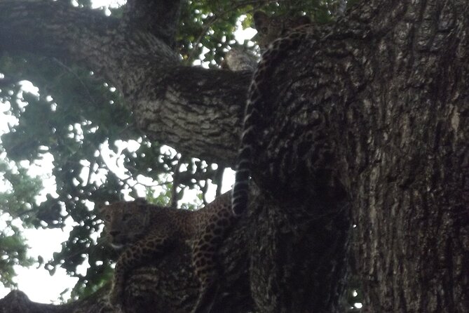 Full Day Safari Tour in Yala National Park - What you might see in Yala (and what “more animals” really means)