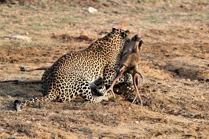 Full Day Safari Tour in Yala National Park - A full meal plan in the middle of the safari