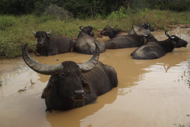 Full Day Safari Tour in Yala National Park - Transfers from Tissamaharama and Yala hotels: less hassle, more time in the park