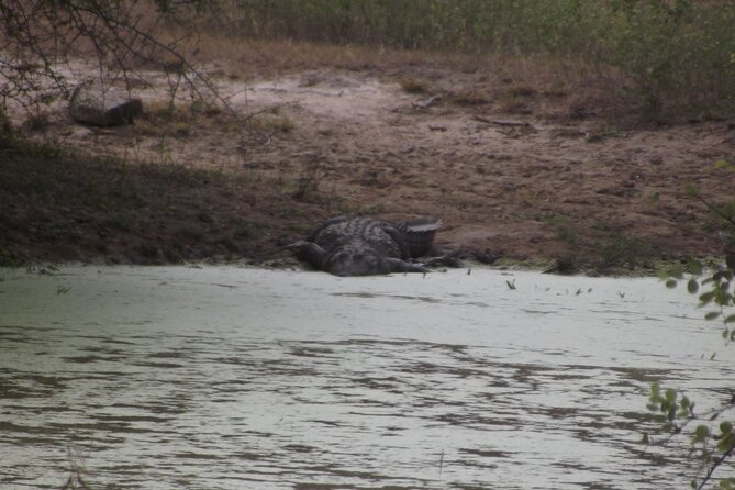 Full Day Safari Tour in Yala National Park - Price and value: is $103.33 a good deal?