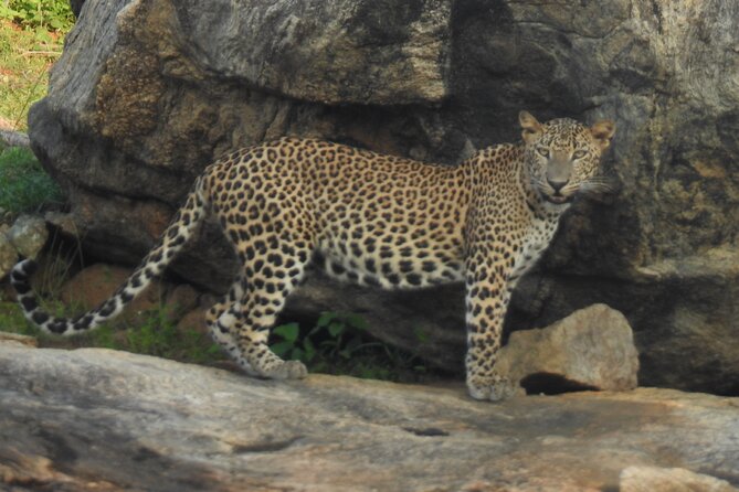 Full Day Safari Tour in Yala National Park - The big-cat expectation: what to realistically plan for